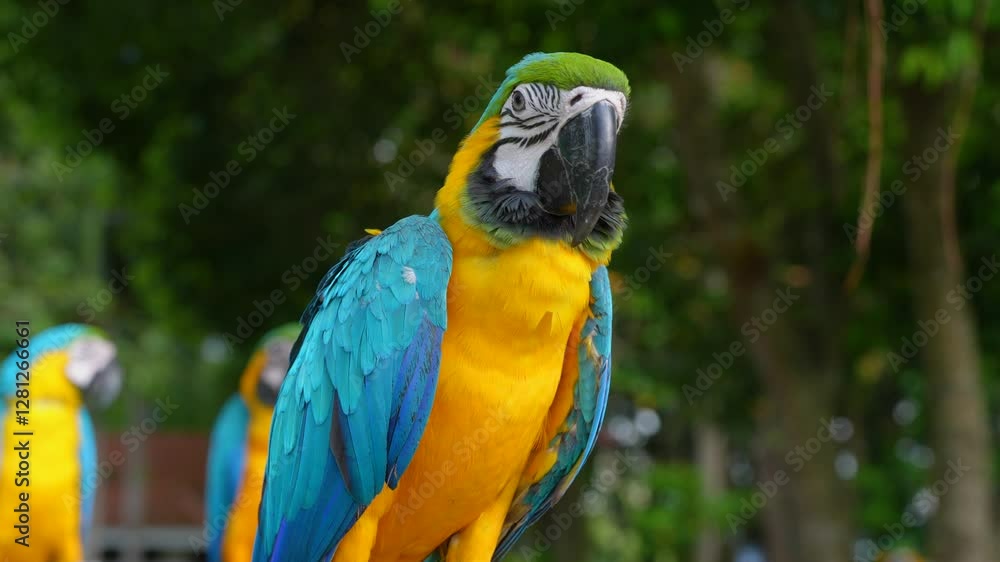 close up of blue and gold macaw parrot close up of blue and gold macaw parrot