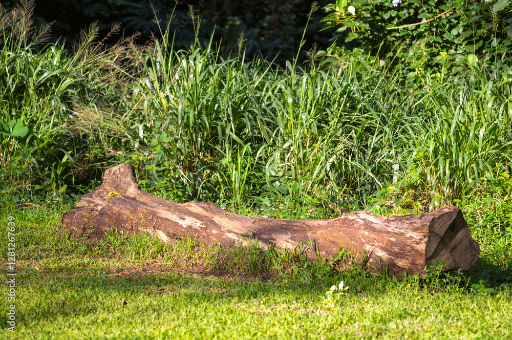 Fallen Tree Trunk on Green Grass in the Honolulu Rainforest. Fallen Tree Trunk on Green Grass in the Honolulu Rainforest.