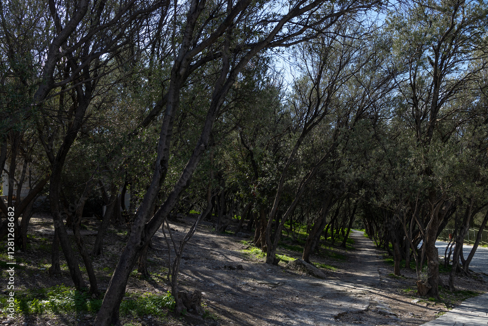 Dense alley of young olive trees in the park Dense alley of young olive trees in the park