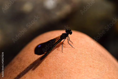 Wallpaper Mural A dragonfly is perched on human skin. Torontodigital.ca