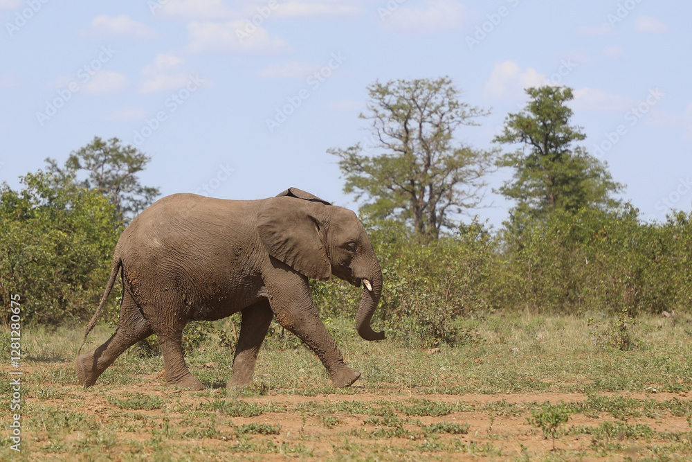 Naklejka premium Afrikanischer Elefant / African elephant / Loxodonta africana