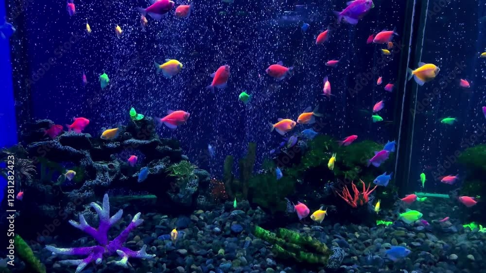 A group of fish swimming in an aquarium
A group of fish swimming in an aquarium