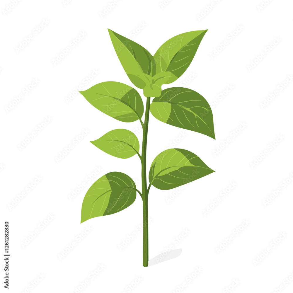2D flat vector illustration Holy Basil icon isolated on a white background.
2D flat vector illustration Holy Basil icon isolated on a white background.
