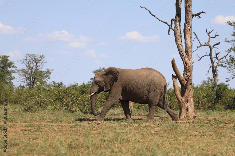 Naklejka premium Afrikanischer Elefant / African elephant / Loxodonta africana