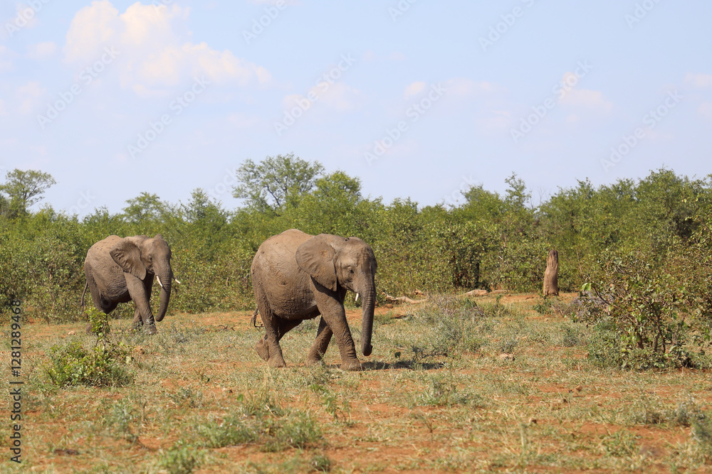 Obraz premium Afrikanischer Elefant / African elephant / Loxodonta africana