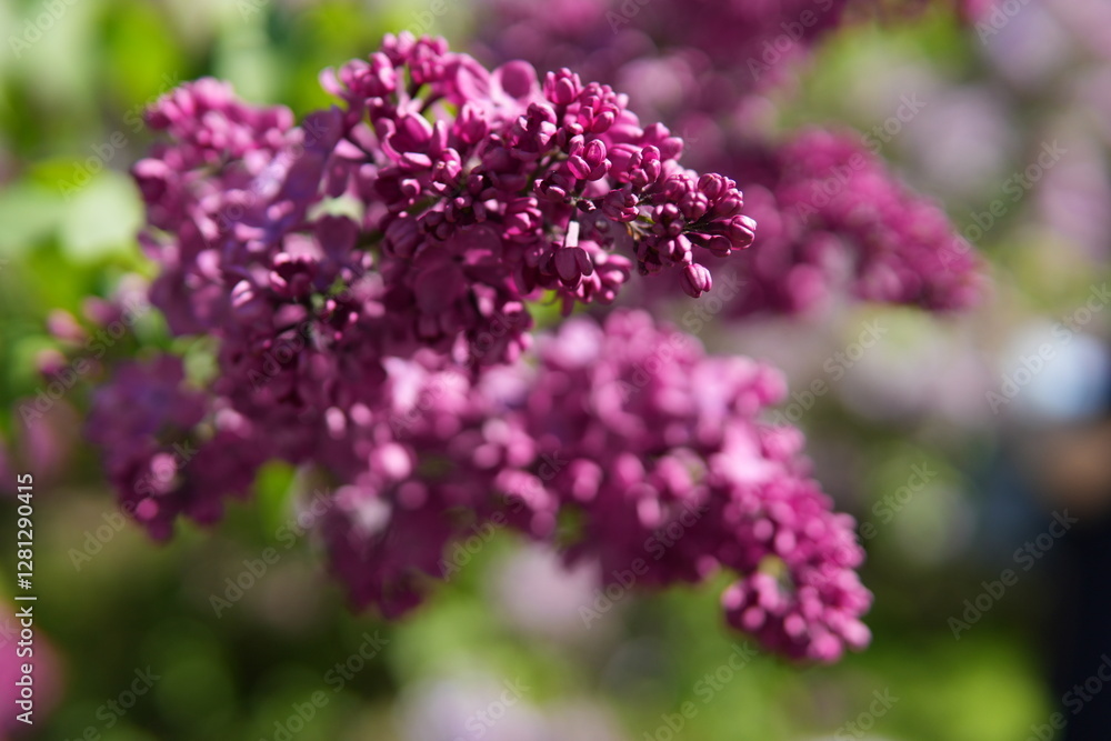 Dramatic Dark Pink Lilac Blossom Close-up on Sunny Spring Day Dramatic Dark Pink Lilac Blossom Close-up on Sunny Spring Day