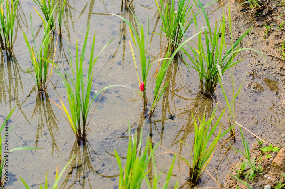 Rice field with green plants and a red indicator. Rice field with green plants and a red indicator.