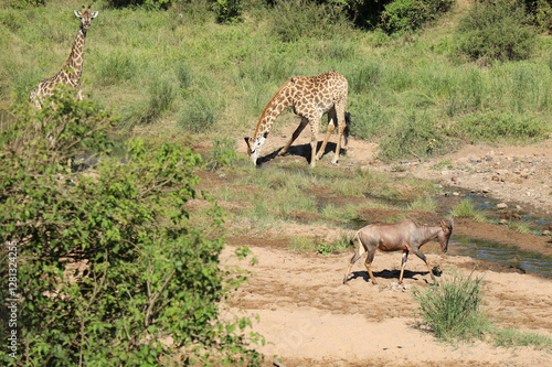 Giraffe / Giraffe / Giraffa camelopardalis photo