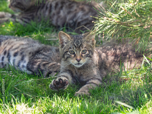 Obraz na płótnie Scottish Wildcat Kitten in Grass w salonie