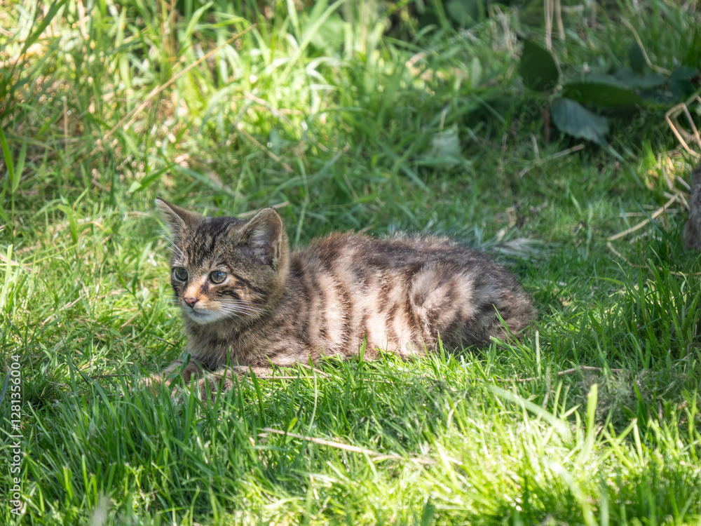 Scottish Wildcat Kitten in Grass