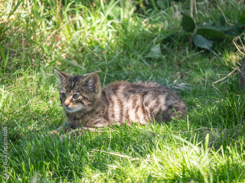 Obraz na płótnie Scottish Wildcat Kitten in Grass w salonie