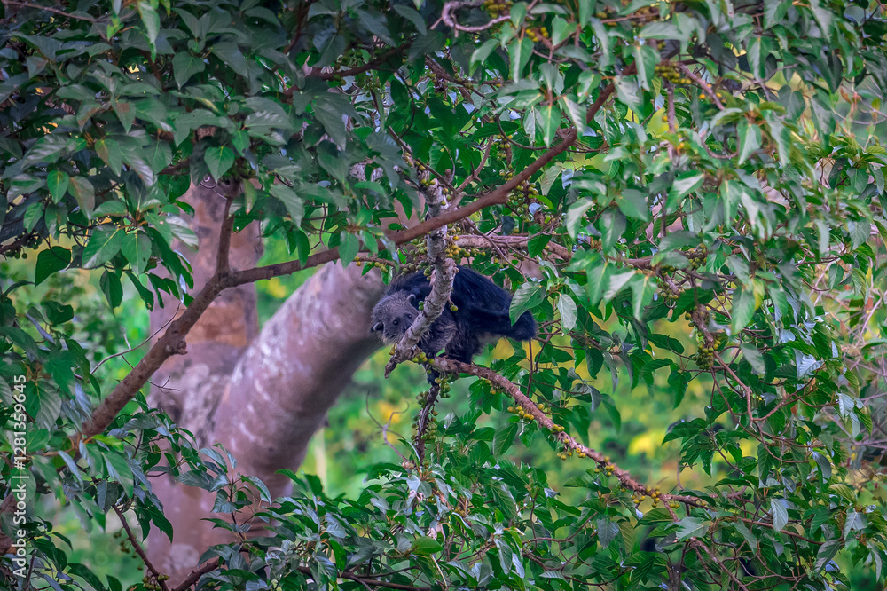 Binturong (Bear Cat) It belongs to the civet family. It has a large head, gray fur on the face, small round ears, a long body, and rough, black fur. Binturong (Bear Cat) It belongs to the civet family. It has a large head, gray fur on the face, small round ears, a long body, and rough, black fur.