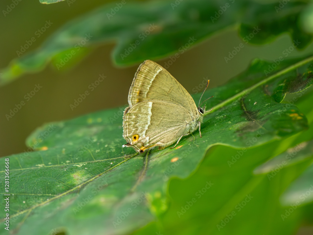 Fototapeta premium Purple Hairstreak on an Oak Tree