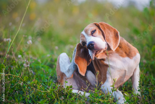 Beagle Scratching in a Field on a Sunny Day
