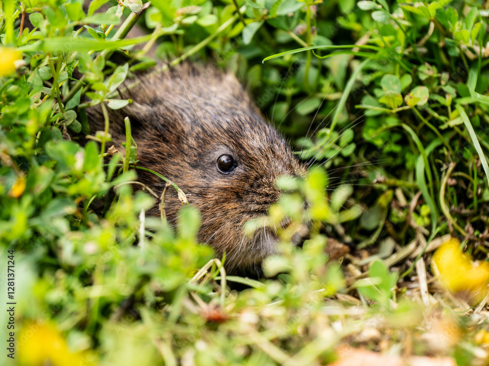 Close up of a Water Vole
