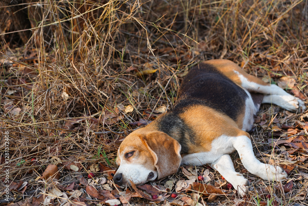 Beagle Dog Resting Peacefully on Dry Grass and Leaves Outdoors