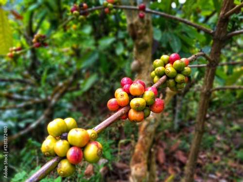 Obraz na plátně A close-up shot of coffee cherries on a branch, with a mix of ripe red and unripe green fruits