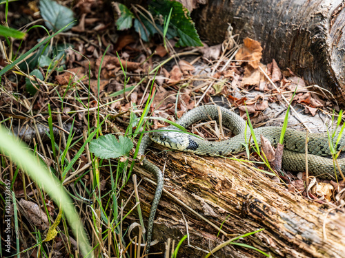 Obraz na płótnie Grass Snake Basking on a Log w salonie