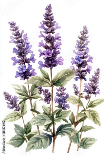 Elegant watercolor painting of lavender flowers with green leaves on a white background botanical art style floral illustration