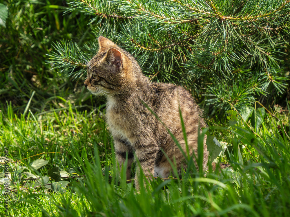 Scottish Wildcat Kitten in Grass