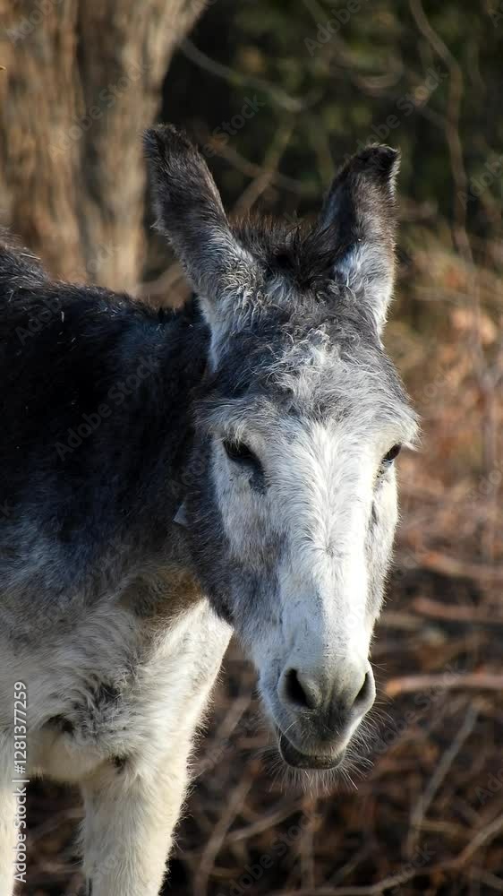 Portrait Of Donkey - 4k Vertical Video Portrait Of Donkey - 4k Vertical Video