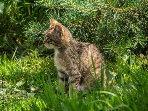 Obraz na płótnie Scottish Wildcat Kitten in Grass w salonie