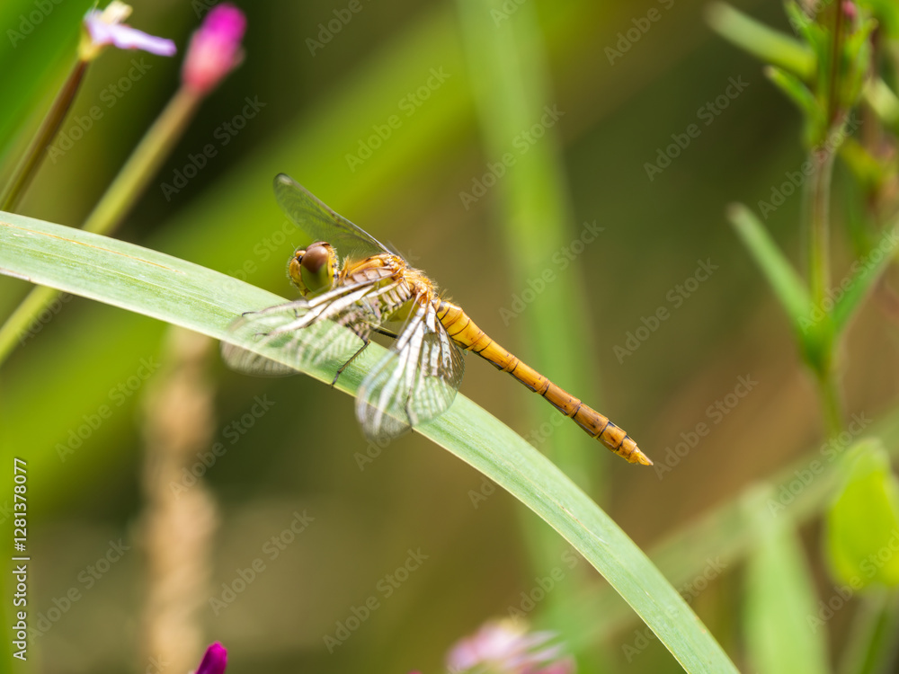 Female Common Darter Dragonfly on a Leaf
