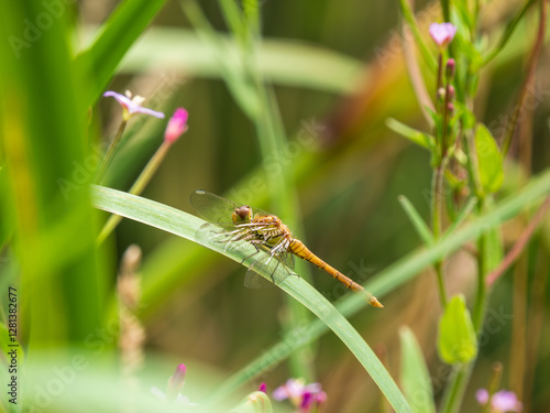 Female Common Darter Dragonfly on a Leaf