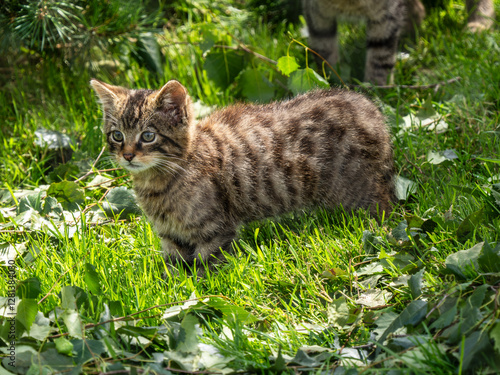 Canvas Print Scottish Wildcat Kitten in Grass