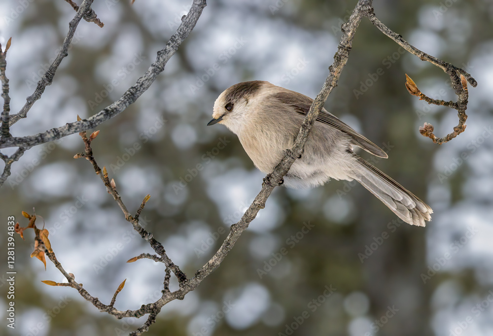 Canada jay perched on a branch in Prince Albert National Park, Canada Canada jay perched on a branch in Prince Albert National Park, Canada