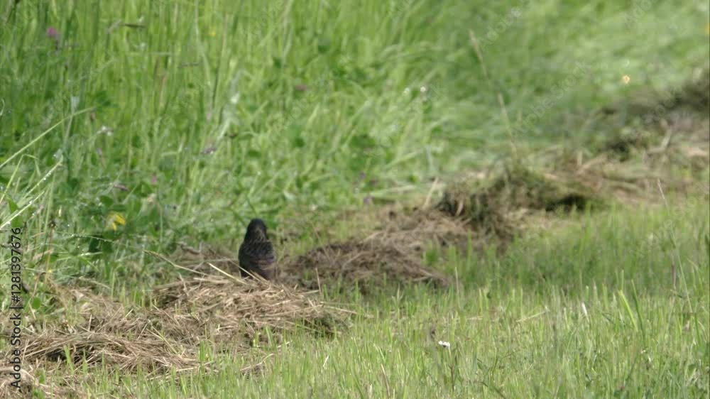 starling on mown meadow in spring