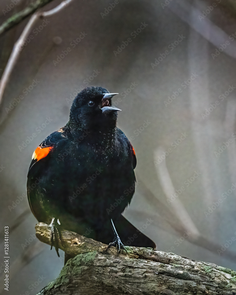 Red-Winged Blackbird. A blackbird is standing on the tree stump, opening mouth, singing.