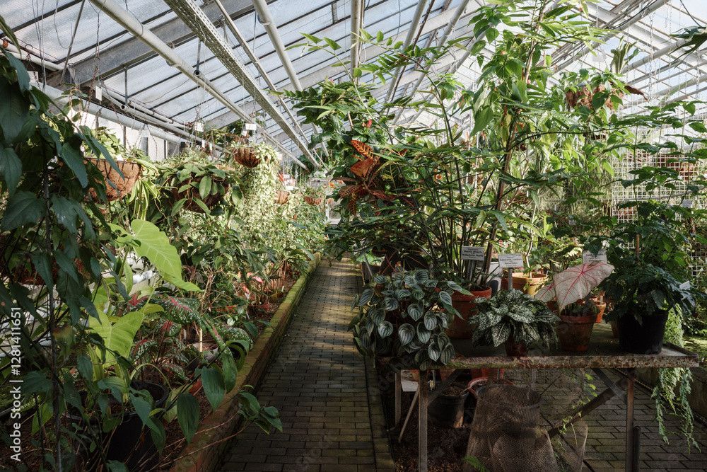 A vibrant greenhouse filled with a diverse array of lush, tropical and ornamental plants. A vibrant greenhouse filled with a diverse array of lush, tropical and ornamental plants.