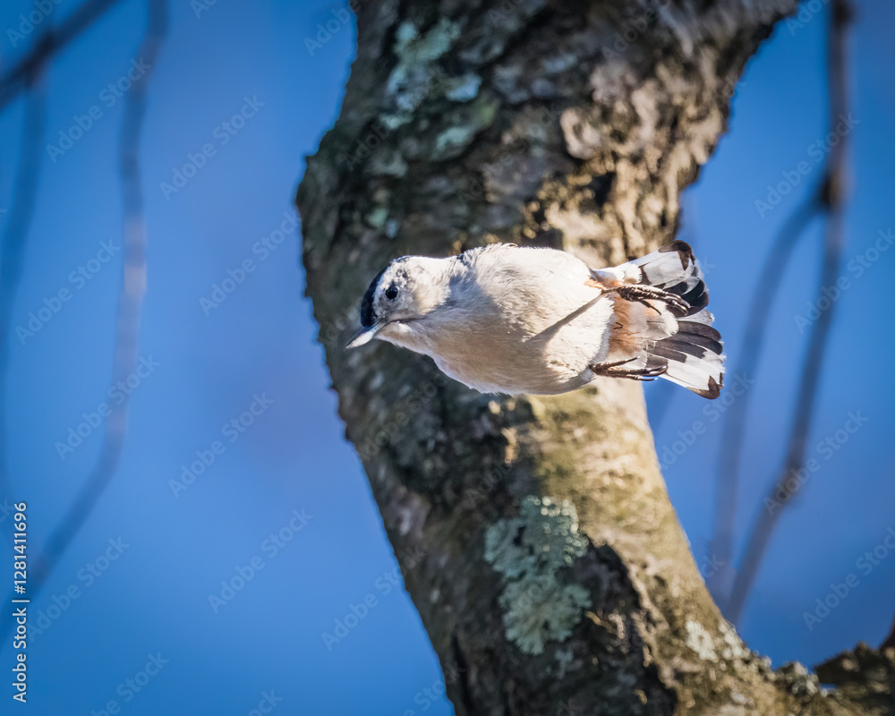 White-Breasted Nuthatch. A small bird is jumping down, turning, passing by the tree, in the sunshine winter afternoon.