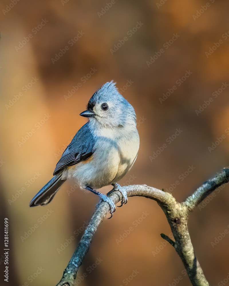 Tufted Titmouse. A small bird is standing on the tree brach in the sunshine winter afternoon, looking around.