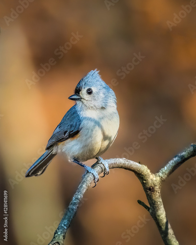 Obraz na płótnie Tufted Titmouse. A small bird is standing on the tree brach in the sunshine winter afternoon, looking around. w salonie