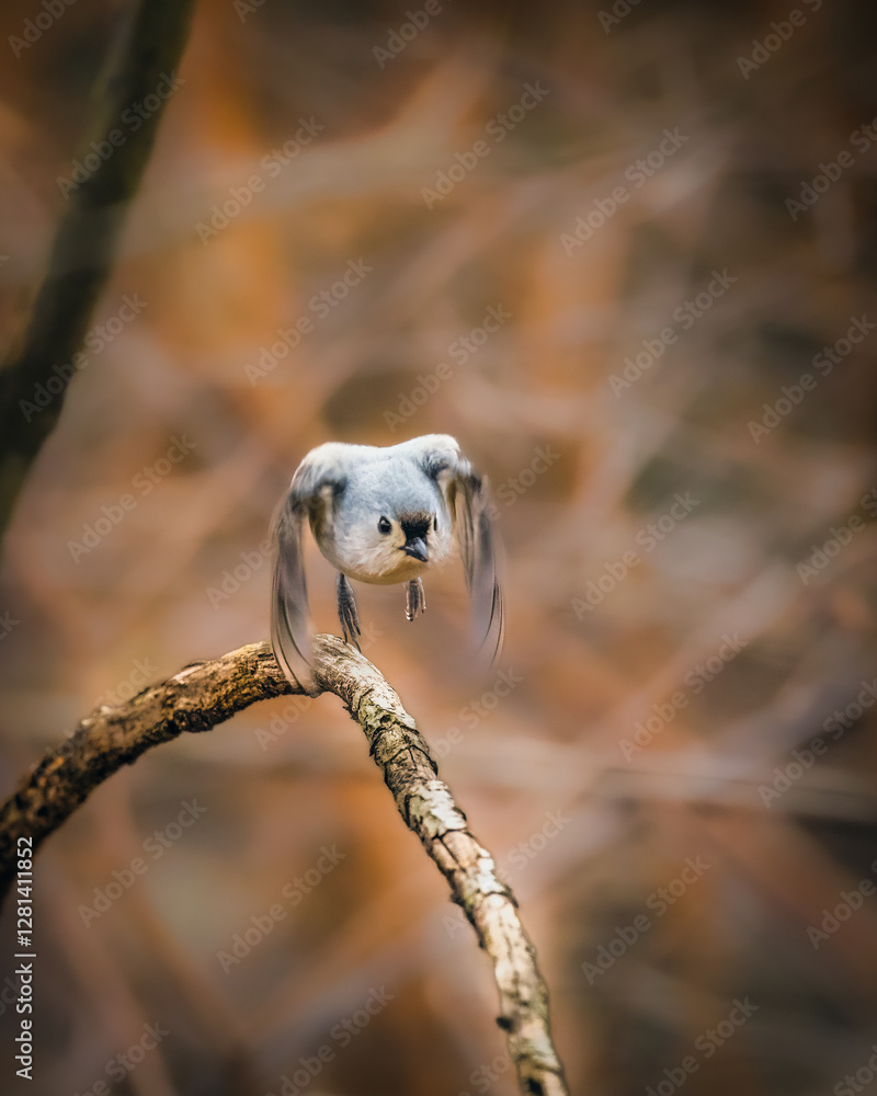 Tufted Titmouse. A small bird is opening two wings, jumping, flying over a branch, in the moody afternoon.