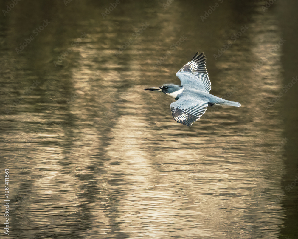 Belted Kingfisher. A beautiful bird opening two wings, flying over the lake in moody afternoon..