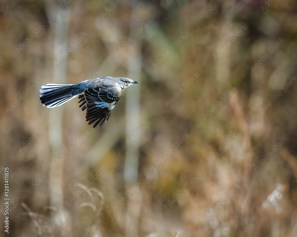 A small bird in mid-flight is captured with its wings spread against a blurred natural background. The setting appears to be a wild, natural environment with muted earthy tones.
