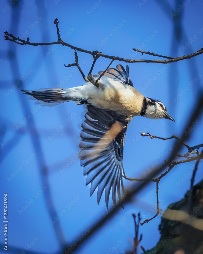 A bird is captured mid-flight, navigating around thin branches against a clear blue sky. Its wings are outstretched, showcasing detailed plumage and a sense of motion..