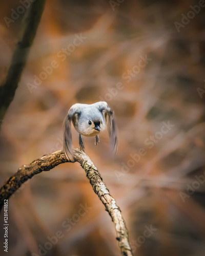Tufted Titmouse. A small bird is opening two wings, jumping, flying over a branch, in the moody afternoon.
