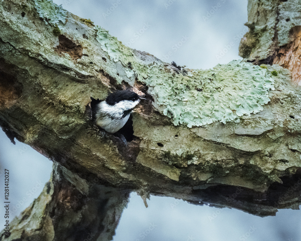 A small bird peeks out from a hole in a moss-covered tree branch. The scene captures the serene and natural setting of a woodland environment..
