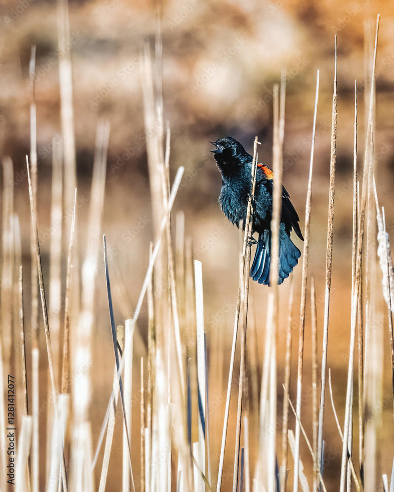 A black bird, likely a red-winged blackbird, is perched on tall, slender reeds, surrounded by a soft focus backdrop. The bird's vivid red and yellow shoulder patches stand out against its dark plumage