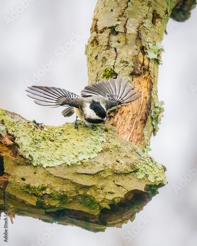 A small bird with outstretched wings perches on a lichen-covered tree branch, appearing to be in mid-landing or takeoff. The textured bark and vibrant green lichen create a natural setting.