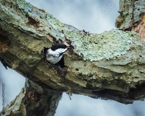 A small bird peeks out from a hole in a moss-covered tree branch. The scene captures the serene and natural setting of a woodland environment..