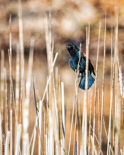 Obraz na płótnie A black bird, likely a red-winged blackbird, is perched on tall, slender reeds, surrounded by a soft focus backdrop. The bird's vivid red and yellow shoulder patches stand out against its dark plumage w salonie