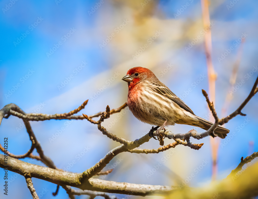 A small bird with a vibrant red head and chest perches gracefully on a branch. The background features a clear blue sky, enhancing the natural setting.