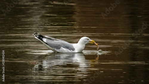 A seagull gracefully glides on the water with a small crustacean clutched in its beak, creating ripples as it moves. The image captures the serene moment of nature's cycle in a peaceful aquatic settin
