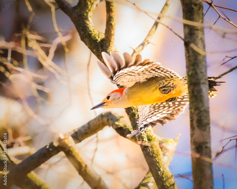 A woodpecker with striking red and black markings is captured mid-flight through a sunlit forest. Its wings are spread wide, highlighting the feathers' intricate patterns against the blurred backgroun