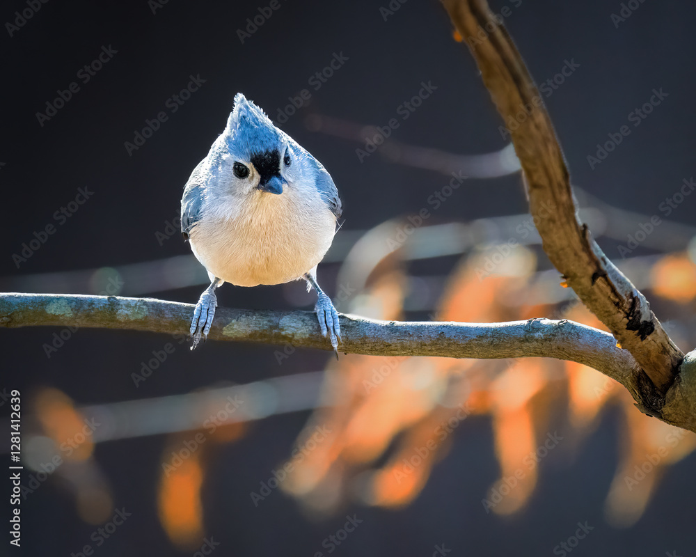 A small bird with a distinctive crest perches delicately on a tree branch, surrounded by a soft, blurred background. Warm lighting highlights the bird's subtle plumage and the bokeh effect creates a s